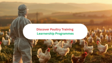 Poultry Training Learnership Programmes – Start a Career in Poultry Farming