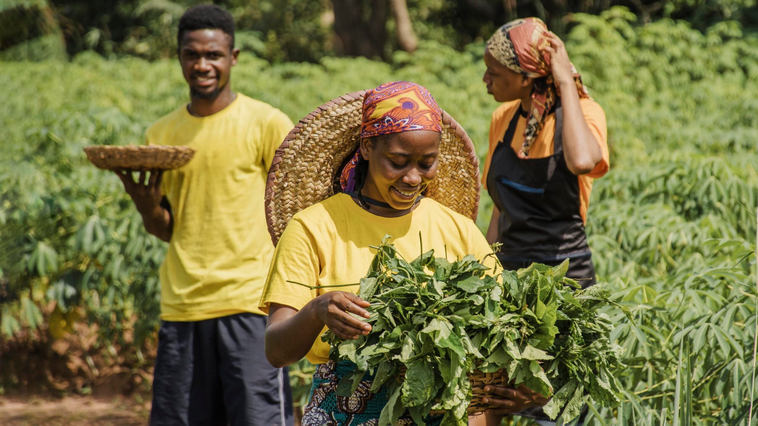 Western Cape Agriculture Matric Internship 2026